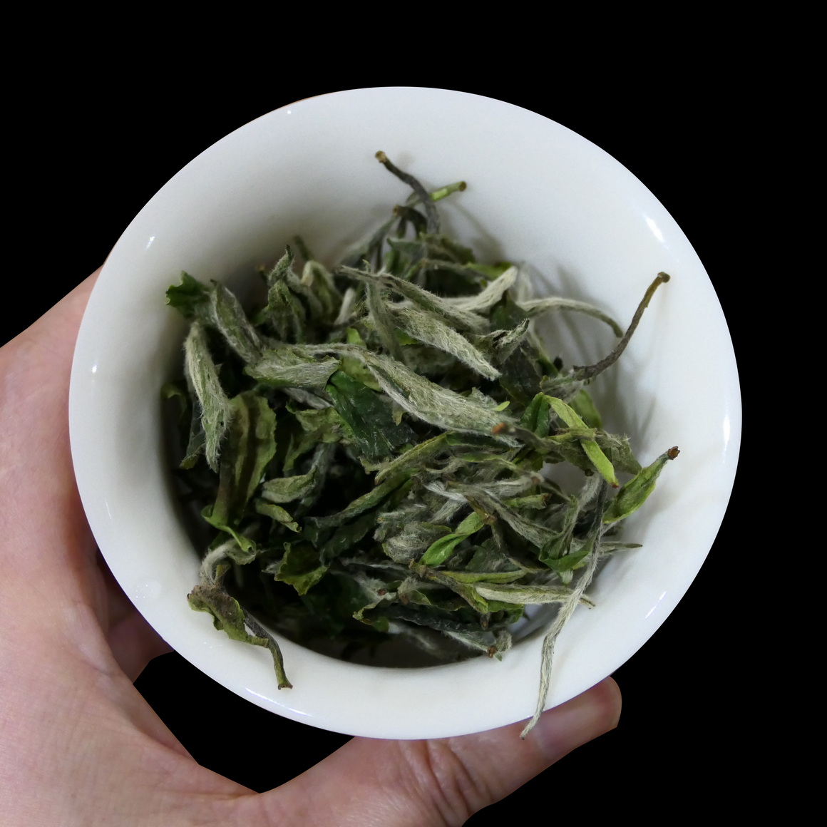 荒野牡丹王 24春